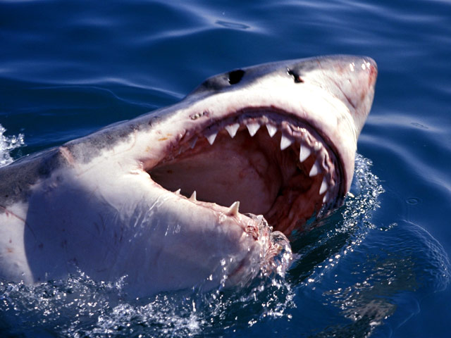 Ученые из австралийского университета Бонда в Квинсленде подсчитали, что акулы в девять раз чаще убивают мужчин, чем женщин. На мужчин приходится 84% всех неспровоцированных нападений акул и 89% случаев гибели в результате атаки