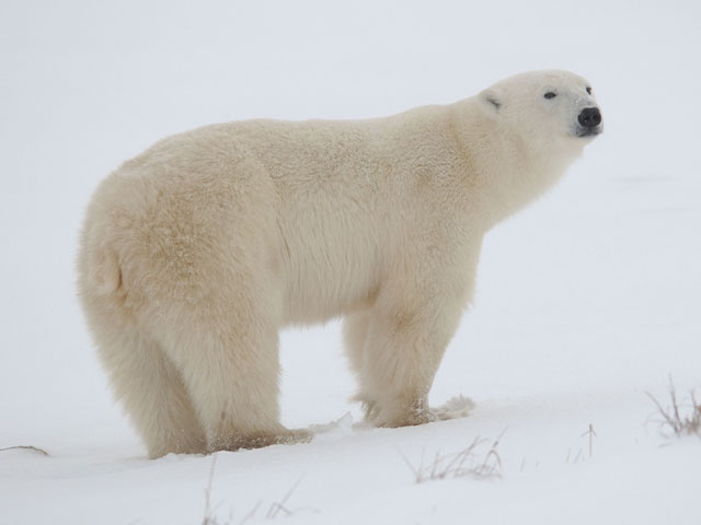 Ученые не поделили шкуру белого медведя - одни считают их вымирающим видом, другие - оружием в спорах о глобальном потеплении