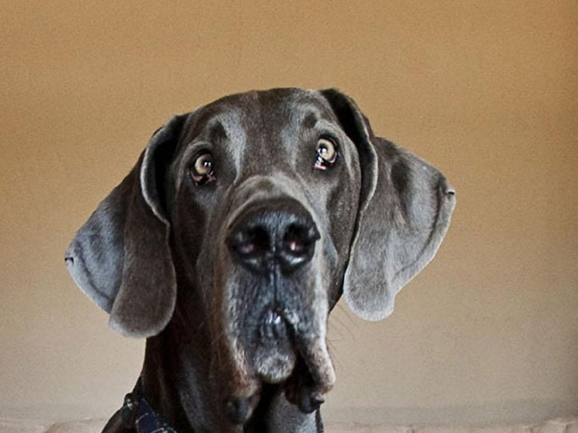 Самая высокая в мире собака умерла от старости в возрасте 5 лет