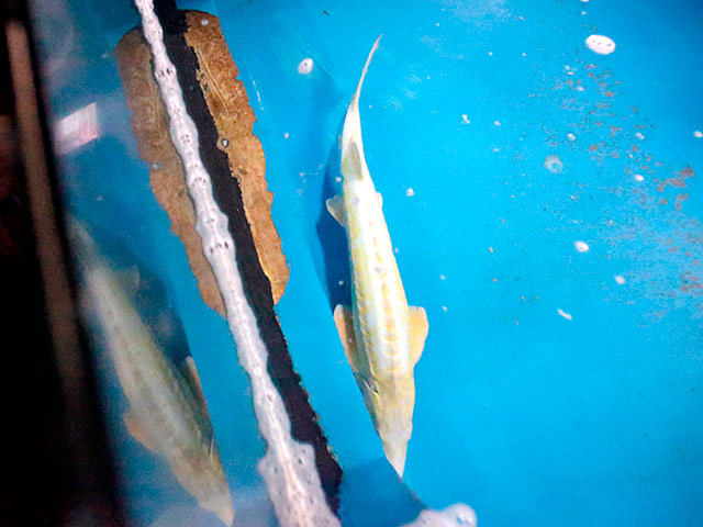 Китайские ученые бьют тревогу - древнейший вид рыб, китайский осетр, оказался на грани исчезновения