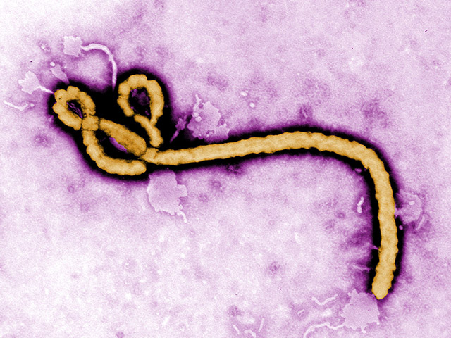 Сотрудница организации "Врачи без границ" из Франции заразилась лихорадкой Эбола