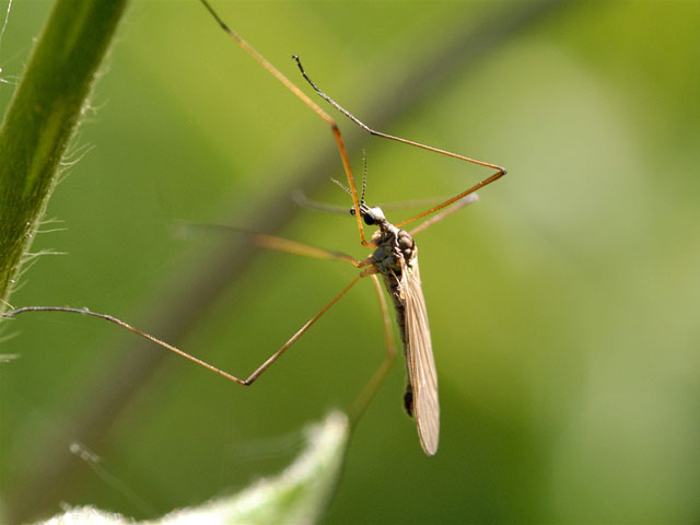 В Бразилии выпустили "стаю" комаров, зараженных полезной бактерией для борьбы в лихорадкой Денге