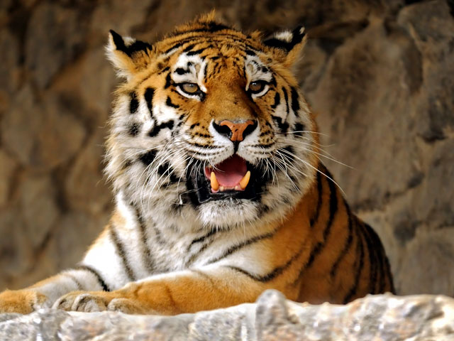В канадском зоопарке на глазах у посетителей подрались амурские тигры 