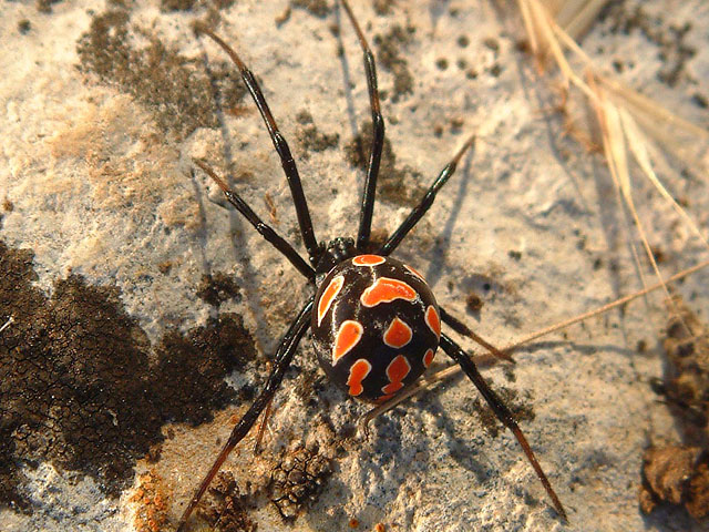 В Ростовской области ученые выявили резкий рост популяции смертельно опасных пауков, которые любят погреться в постелях