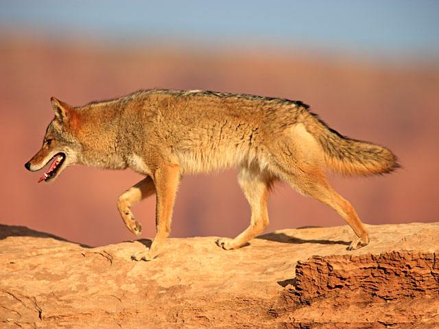 В США дикий койот выжил, застряв в решетке радиатора и проехав в ней еще 10 километров