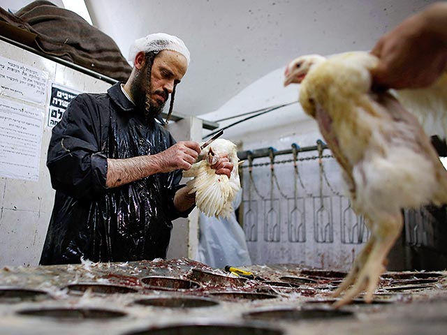 Защитники животных в Израиле попытались спасти кур от "искупления"