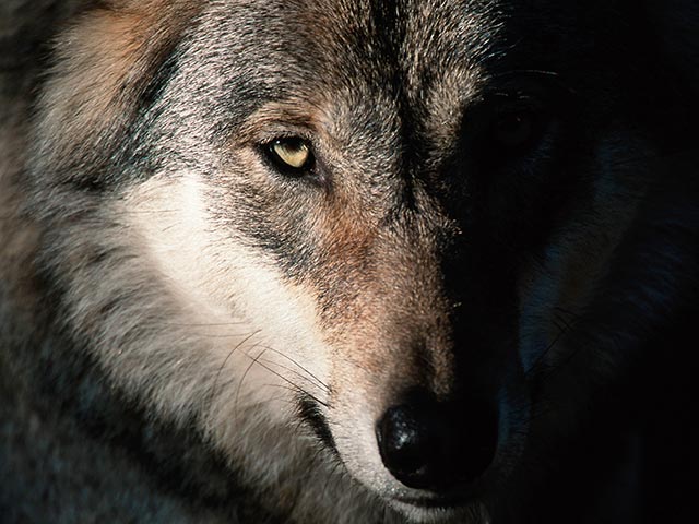 Всего в 60 километрах от Парижа были обнаружены волки. Хищники впервые подобрались так близко к столице за те десять лет, когда эти животные мигрировали на территорию Франции из Италии