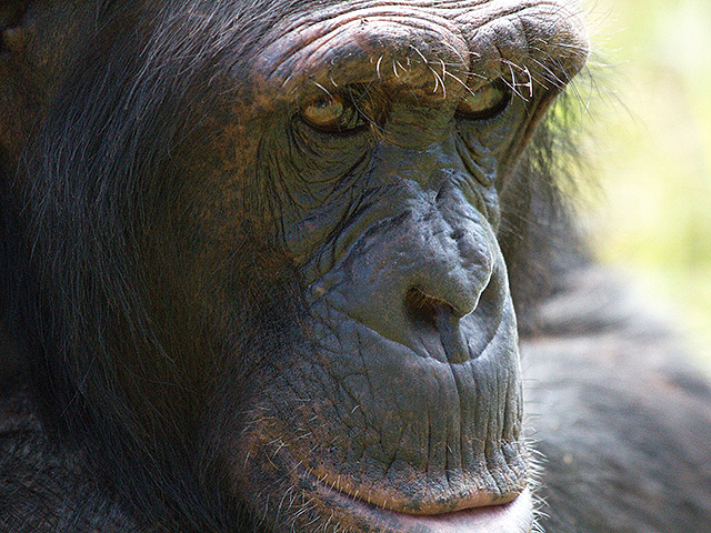 В среду, 8 октября, в Олбани состоялось заседание апелляционного суда штата Нью-Йорк, который рассматривает дело о признании личностью шимпанзе по имени Томми