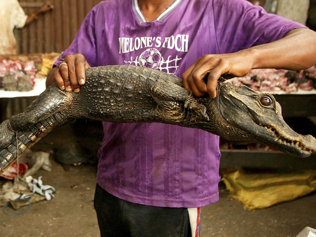 Россельхознадзор разрешил филиппинской компании Coral Agri-ventures Farm поставлять в РФ замороженное крокодилье мясо