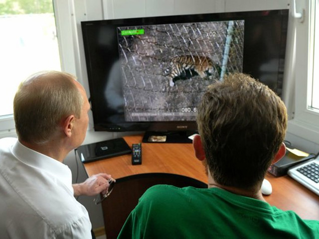 Найти сбежавшего в Китай амурского тигра Кузю, которого выпустил на волю президент Владимир Путин, помогут десятки видеокамер
