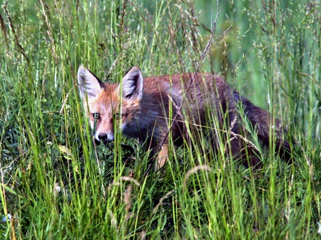 Бешеная лисица загнала пастуха на дерево в Ростовской области