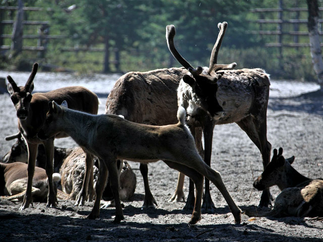 Сельхопредприятия Чукотской области на 60% (8,3 тыс. голов) увеличат убой оленей после введения продовольственного эмбарго