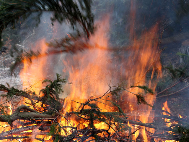 В Московской области возобновилось плановое сжигание порубочных остатков - уничтожение сухих веток и пней на местах лесосек