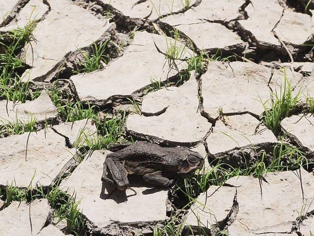 На Гондурас обрушилась самая жестокая за последние годы засуха