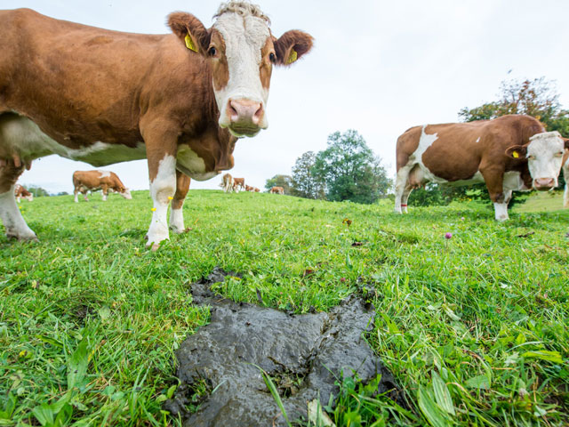 Латвийские фермеры вынуждены распродавать коров из-за отказа РФ от европейской еды