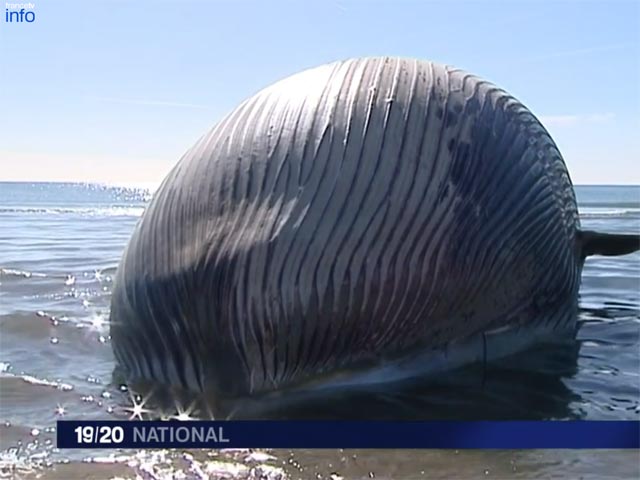 На средиземноморское побережье Франции выбросило тушу кита, которая может взорваться в любой момент