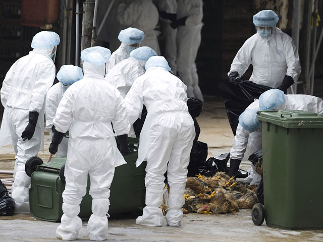 В то время как мир с тревогой следит за развитием ситуации с лихорадкой Эбола, Россельхознадзор объявил о выявлении в Китае новых штаммов другой опасной болезни - птичьего гриппа, которые могут угрожать России