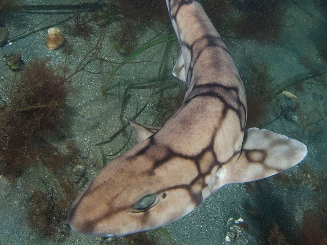Возле города-курорта Сочи в Черном море вновь появились акулы, которых не видели здесь около десяти лет