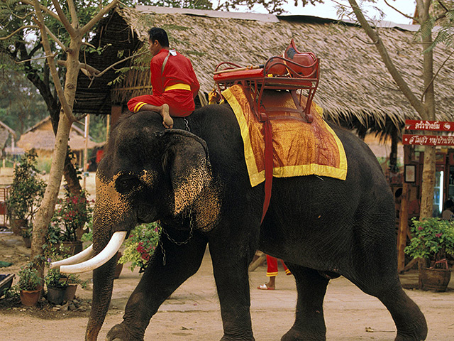 В Таиланде 18-летний слон во внезапном приступе ярости затоптал до смерти погонщика, который катал на нем туристов, и после этого убежал в джунгли