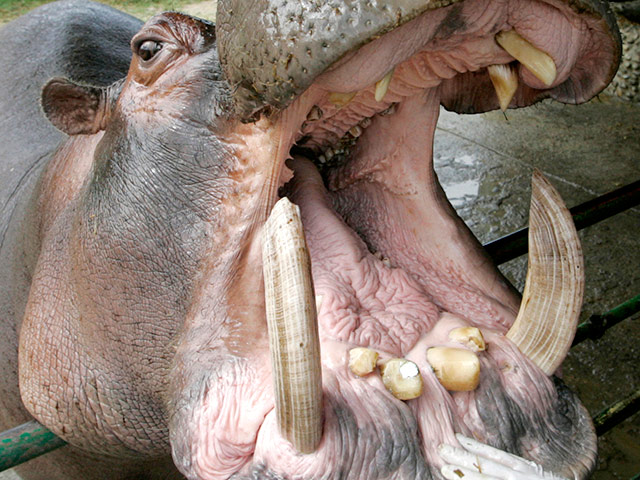 Ветеринары в Колумбии начали стерилизацию бегемотов, которые родились от животных, завезенных из Африки экстцентричным наркобароном. Бегемоты приспособились к условиям другого континента и хорошо плодятся