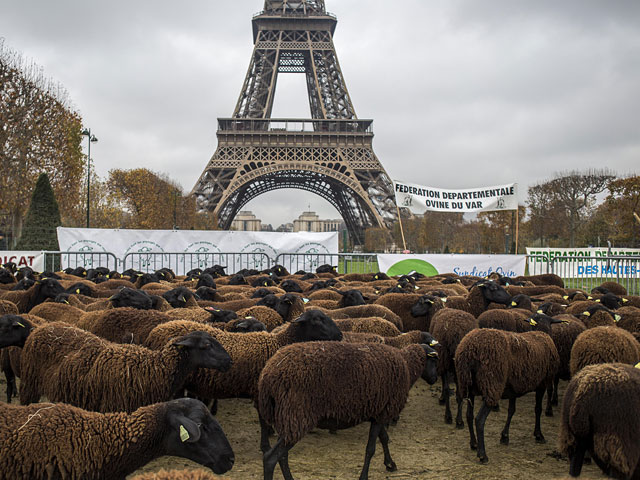Во Франции прошла оригинальная акция в защиту домашнего скота - фермеры привезли несколько десятков овец к подножию Эйфелевой башни в Париже