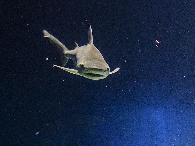 Посетители калининградского зоопарка довели рифовую акулу до нервного срыва, стуча по стеклу аквариума, несмотря на правила учреждения