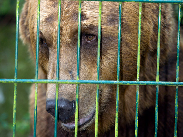 Сочинская межрайонная природоохранная прокуратура озаботилась судьбой двух медведей, которых уже много лет держат в одном из местных ресторанов ради привлечения посетителей