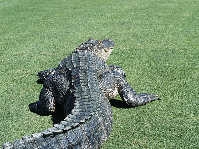 В ЮАР четырехметровый крокодил растерзал гольфиста на территории игрового поля