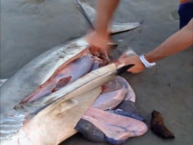 В Сети набирает популярность необычный видеоролик, сделанный на одном из пляжей Кейптауна (ЮАР). В нем запечатлено, как человек делает кесарево сечение мертвой акуле