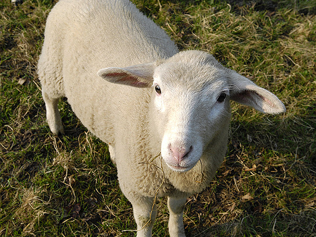 Согласно японской традиции, хозяйкой 2015 года должна быть именно овца, а не коза, как это принято по китайскому 12-летнему циклу