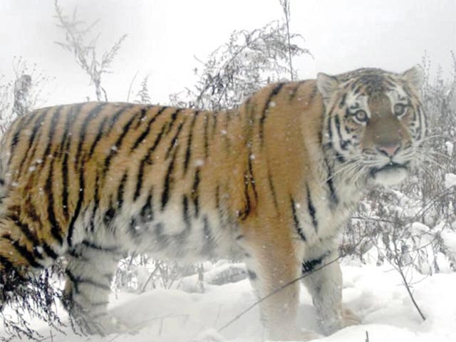Амурский тигр Кузя, некогда выпущенный на свободу президентом России Владимиром Путиным, вернулся в Россию из вынужденного "путешествия" в Китай