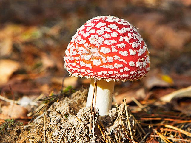 В Великобритании один из ведущих телевизионного шоу, снимая сюжет про Букингемский дворец, наткнулся на удивительную находку - ядовитые грибы, которые в России известны как мухоморы