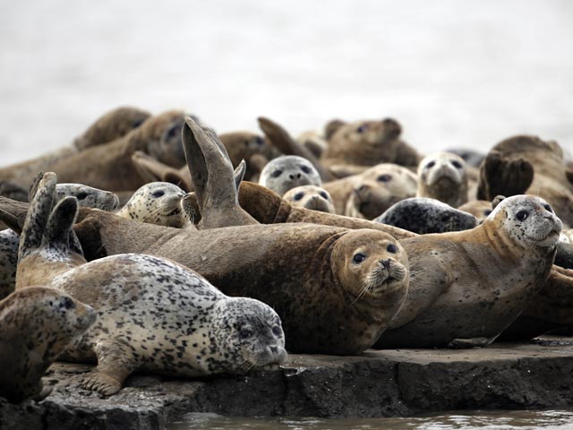 Ежегодно зрители Владивостока встречают у себя необычных гостей: пятнистые тюлени, или нерпы-ларги показываются у берегов Японского моря и купаются возле набережных на глазах у жителей города