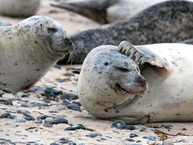 Тюлень заплыл в глубь Англии - животное нашли на суше в 30 километрах от моря 