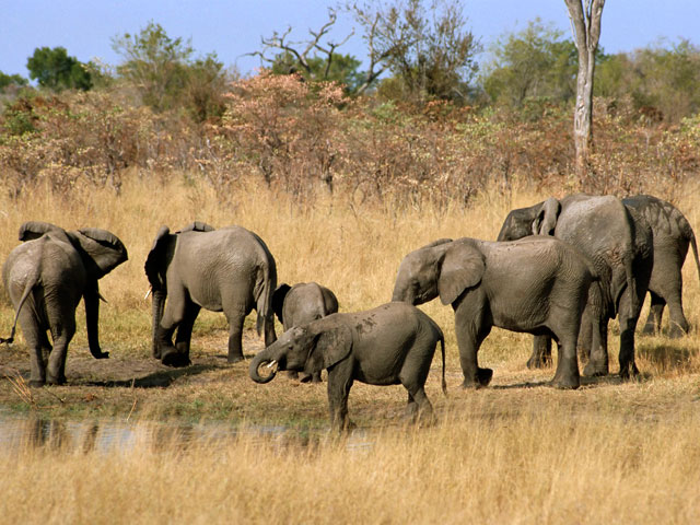 В парке, раскинувшемся на западе страны и работающем с 1929 года, насчитывается 43 тысячи слонов, но, по словам смотрителей, это слишком много
