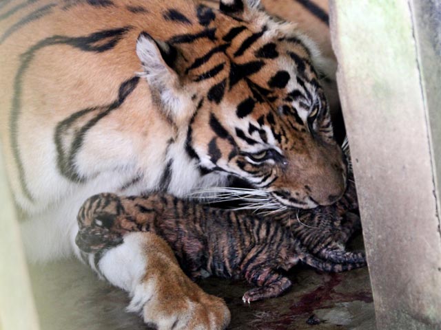 Краснокнижная суматранская тигрица загрызла своих детенышей в иерусалимском зоопарке