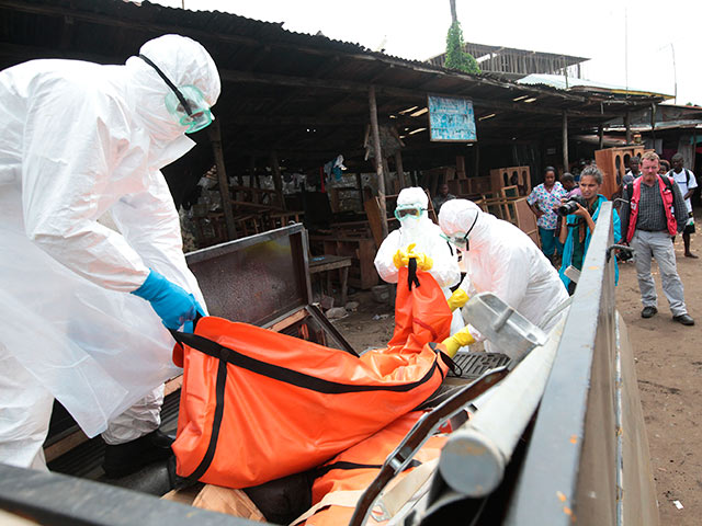 Эпидемию лихорадки Эбола в Африке вызвали игры с летучими мышами, предполагают исследователи