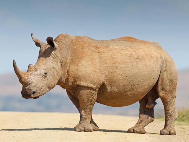 В Израиле в новогоднюю ночь носороги сбежали из зоопарка и разгуливали по парковке