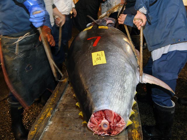Голубой тунец весом 180 килограммов был продан на первых в 2015 году торгах на знаменитом оптовом рыбном рынке Цукидзи в Токио за 4,51 миллиона иен (37,480 тысячи долларов)