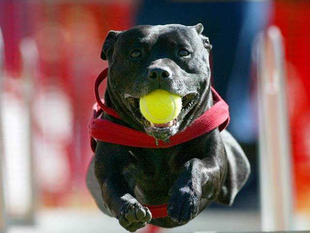 Встречу спортсменок в качестве болбоев (мальчиков, подающих игрокам мячи) обслуживали специально обученные собаки различных пород