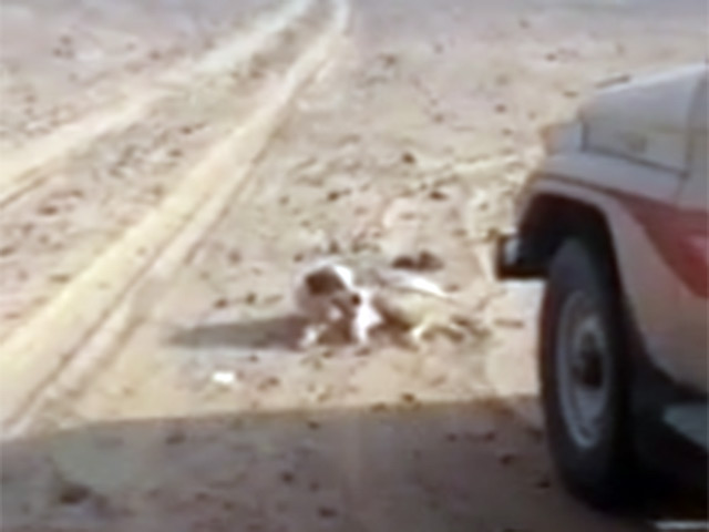 В российском сегменте интернета стремительно распространяются шокирующие кадры об издевательствах над животным в Саудовской Аравии