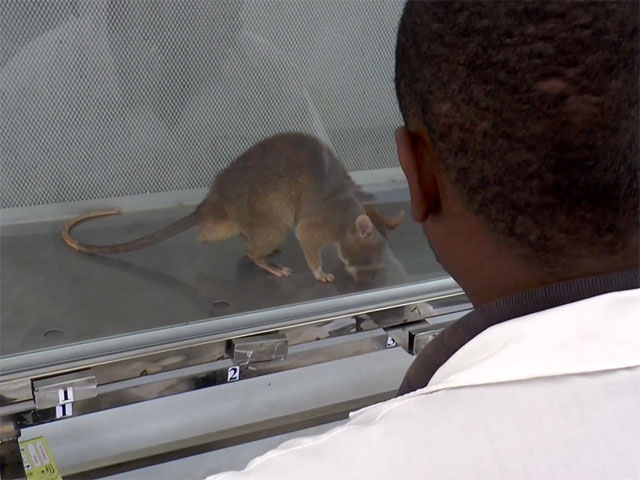 Врачи в Мозамбике натренировали гигантских крыс из Танзании диагностировать туберкулез