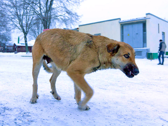 Сообщения об отравленных бродячих собаках, подкрепленные фотографиями, поступают из разных городов страны