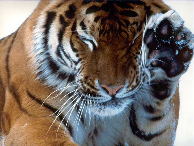 Ареал проживания амурских тигров приближается к своему исконному местообитанию, расширяясь на северо-запад Хабаровского края