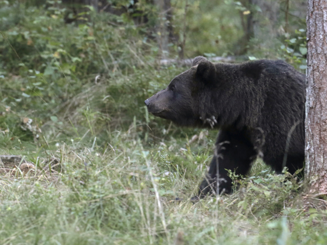 Всего две медведицы и два медвежонка съели около 45 килограммов (90 фунтов) лакомств