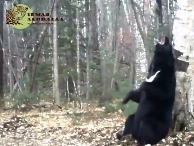 В Приморье гималайский медведь, "танцевавший" у березы, попался в видеоловушку