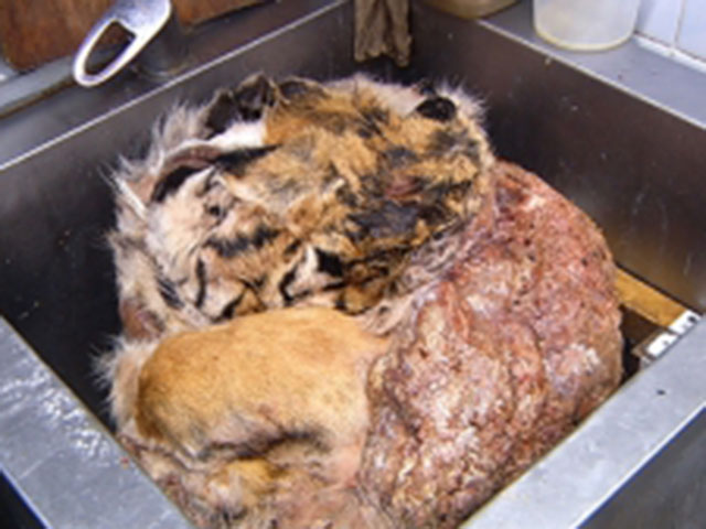 Московские рестораны, где было обнаружено мясо вымирающих тигров и леопардов, проверят МВД и Генпрокуратура