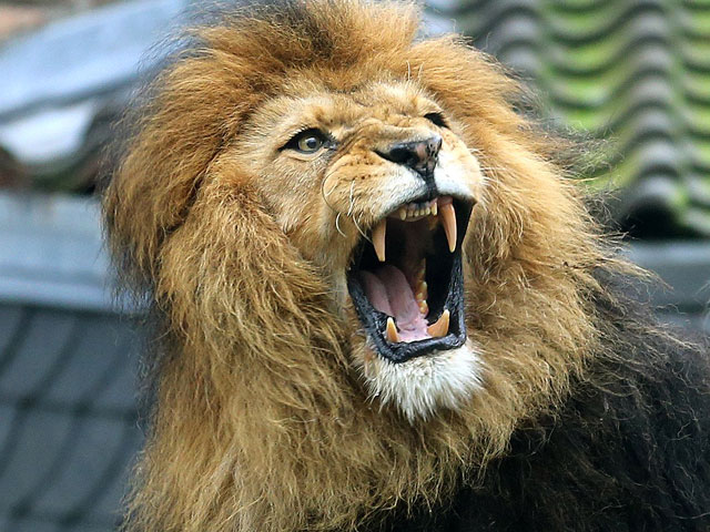 В Южной Корее лев насмерть загрыз работника зоопарка