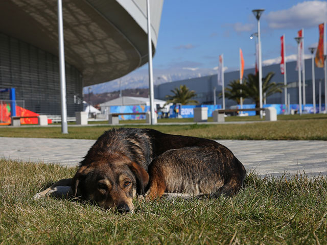 Спустя год после Олимпиады в России и США продолжают собирать пожертвования и искать хозяев для бродячих собак, которых власти Сочи пытались истребить, чтобы оградить от негативных впечатлений иностранных спортсменов