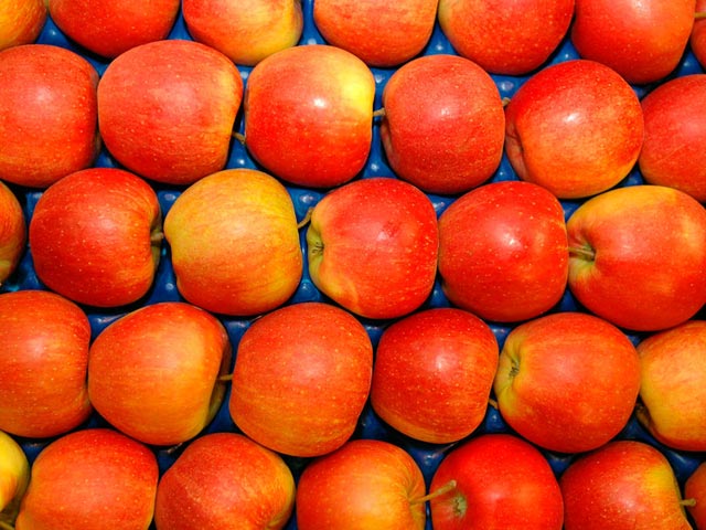 Министерство сельского хозяйства США одобрило в пятницу производство на территории страны генетически модифицированных яблок, которые не темнеют при вмятинах или в месте разреза